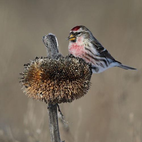 common redpoll