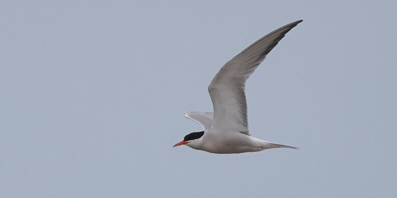 Common Tern