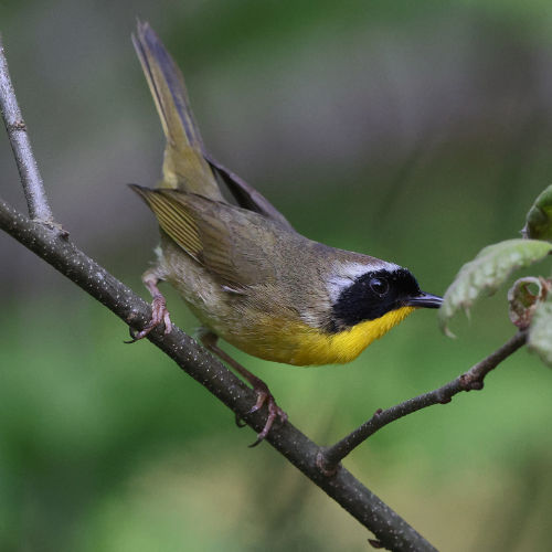 Common Yellowthroat