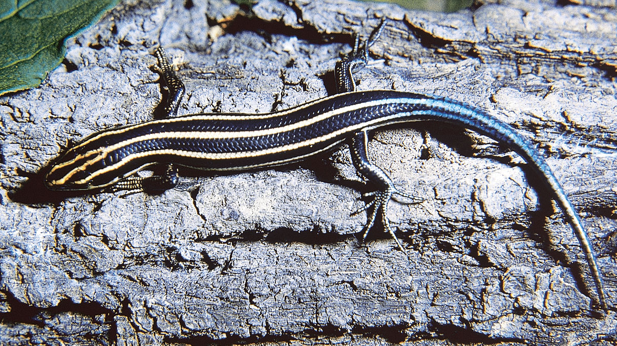 A close up of a Common Five-Lined Skink sitting on a rock showing its black body with five broad, light stripes running the length of it.