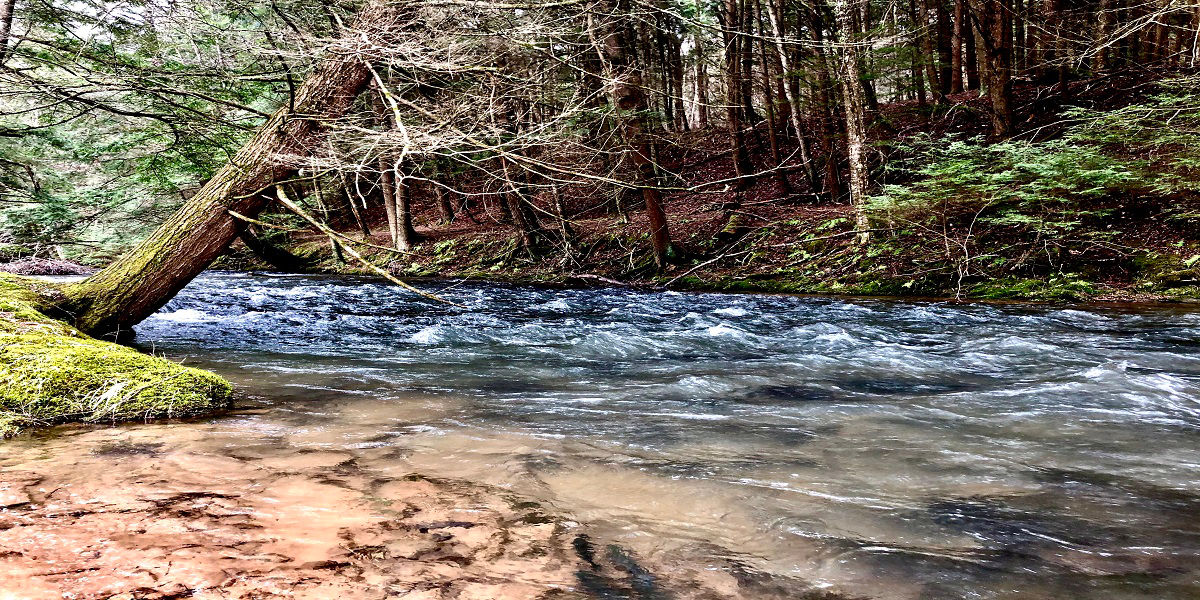 Stream running through forest 