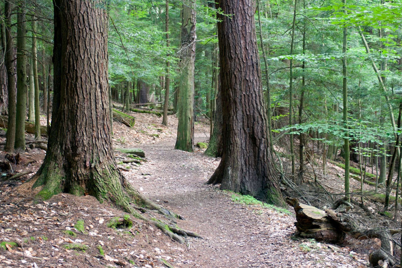 A dirt path through a green forest of large trees