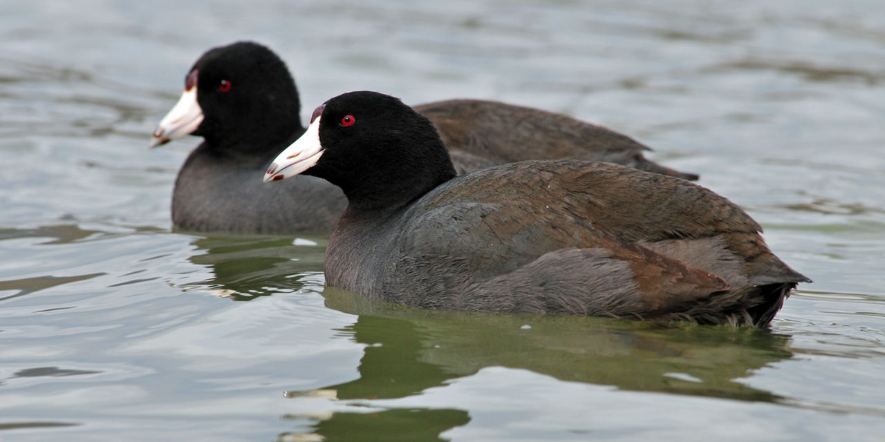 Coots