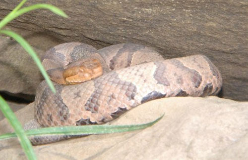 Close up of a hazel brown colored Eastern Copperhead accented with a tinge of orange. Bold chestnut crossbands are narrowest across the midline of the back and wider at the sides.