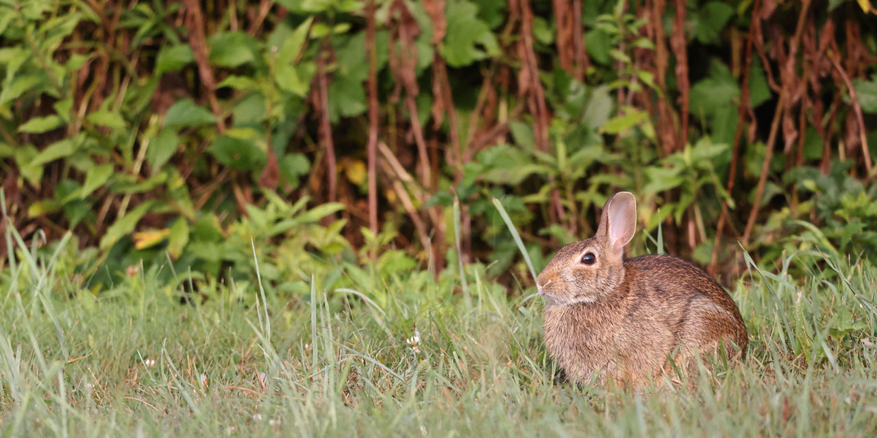 cottontail