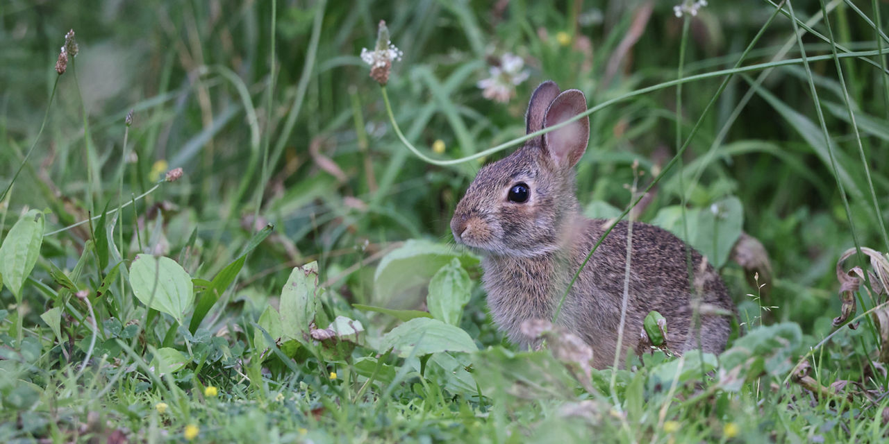 Cottontail Rabbit | Game Commission | Commonwealth of Pennsylvania