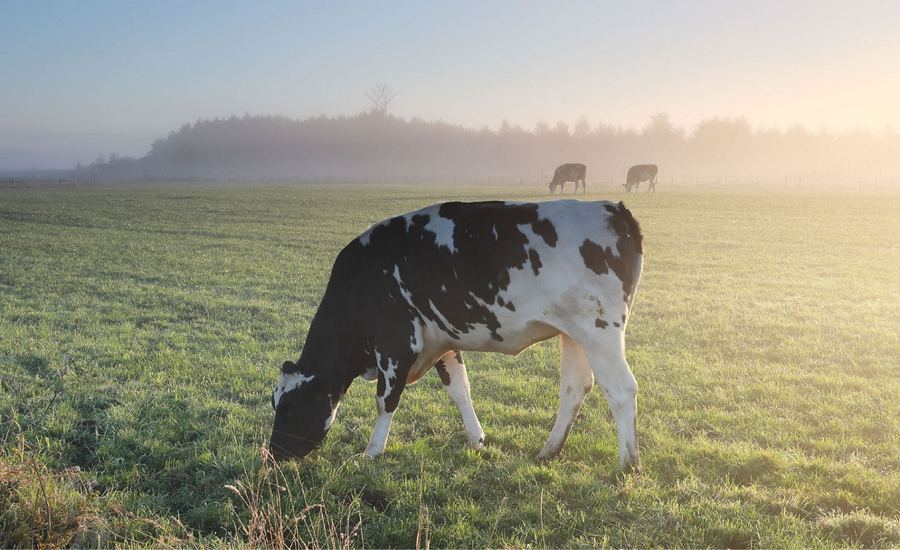 photograph of a cow in a pasture 