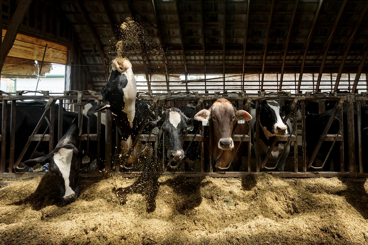 Cows
