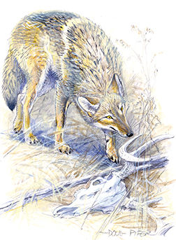 Coyote