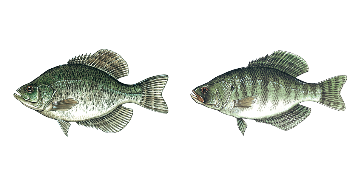 Illustration of a Black and White Crappie