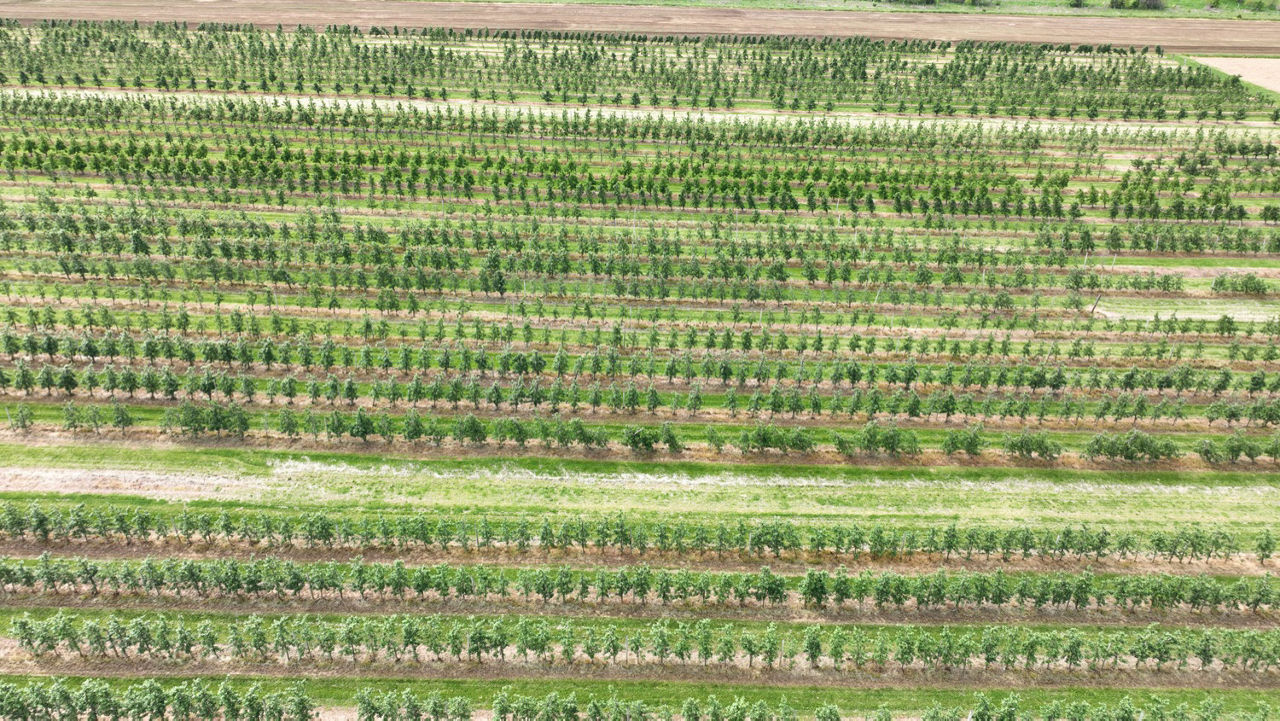 Crop Freeze