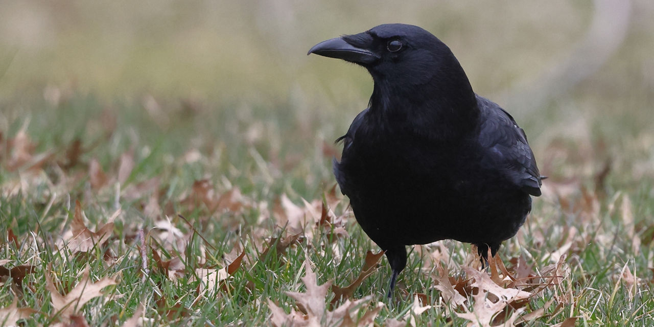 crow sitting