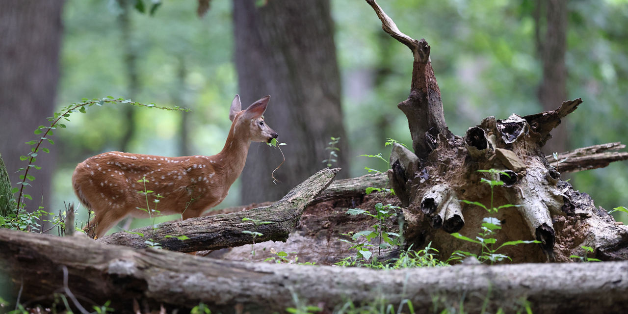 fawn