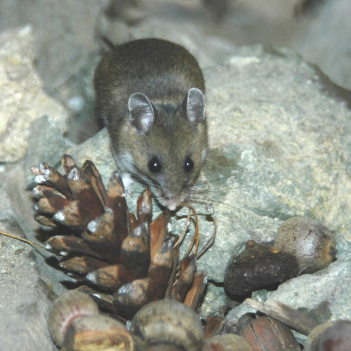 deer mouse