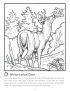 White-tailed deer