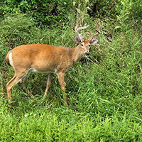 A deer browses in a field 