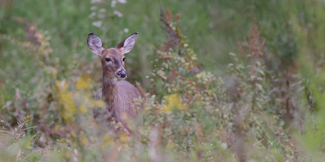 deer