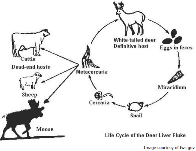 Life Cycle of Deer Liver Flukes graphic