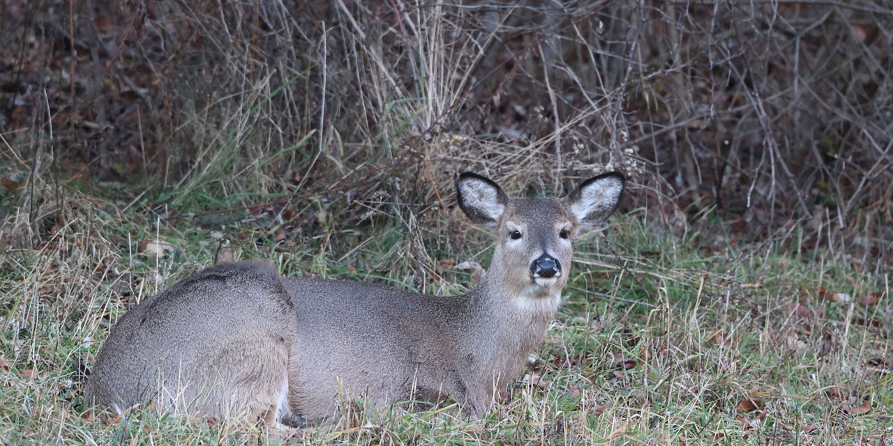 doe bedded