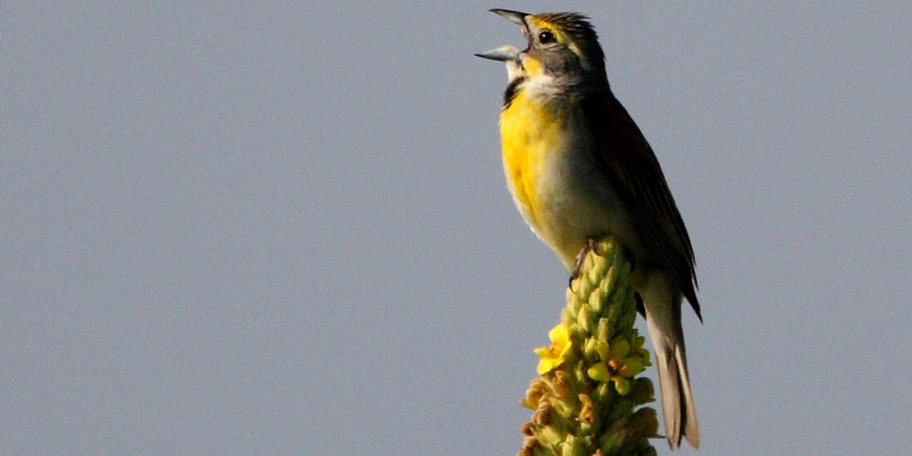 Dickcissel