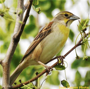 Dickcissel