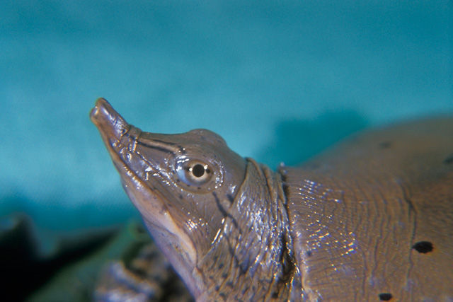 Close up of the Eastern Spiny Softshell's head region with long neck extended and large nostrils visible. 
