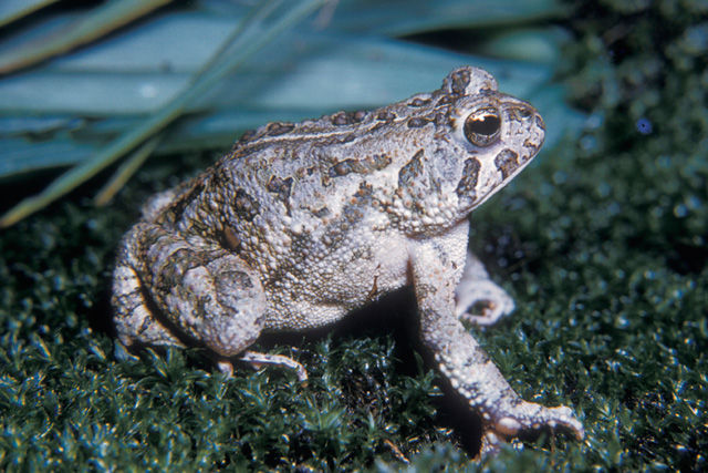 Close-up of a Fowler's Toad which is mostly gray with brown and gray spots sitting on a bed of dark green moss