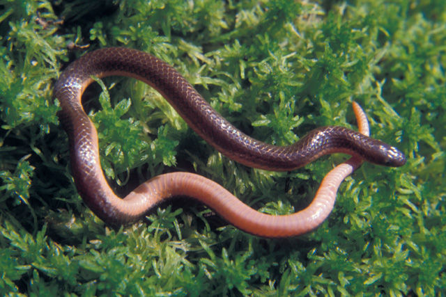 Close-up of a reddish-brown Eastern Wormsnake with glossy skin