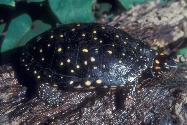 Close up of a Spotted Turtle with its upper shell sprinkled with round yellow spots. The head, neck and legs are marked with yellow or orange spots. Its black head has an orange spot over the eyes. 