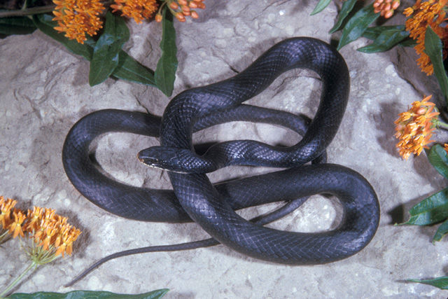 Close up of an all-black Northern Black Racer snake curled up 