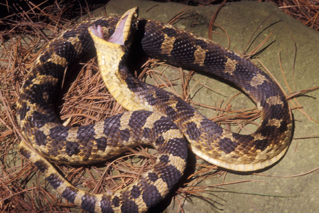 Close up of Eastern Hog-Nosed snake with widened neck with hood-like appearance. 