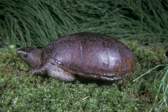 Close up of Aan olive-colored Southeastern Mud Turtle with a smooth upper shell