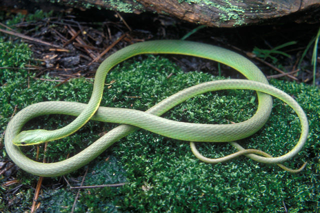 Close up of a Nothern Rough Greensnake with a slender body with a long, tapering tail. Its body pale green and it has no markings.