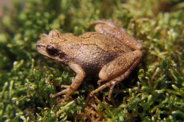 Close-up of a light brown Mountain Chorus Frog sitting on a bed of green moss