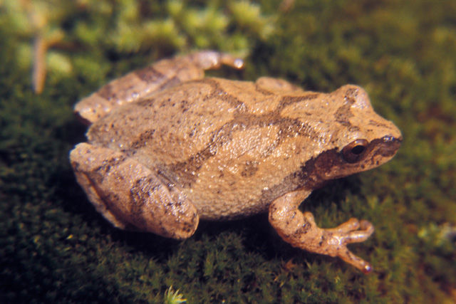 Close-up of a light orange Spring Peeper Frog with brown stripes sitting on a rock