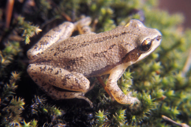 Close-up of a light brown Western Chorus Frog with dark brown stripes sitting on a bed of green moss