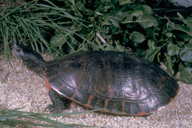 Close up of a Northern Red-Bellied Cooter crawling on the gravel showing its dark brown carapace with a mottled reddish pattern on it