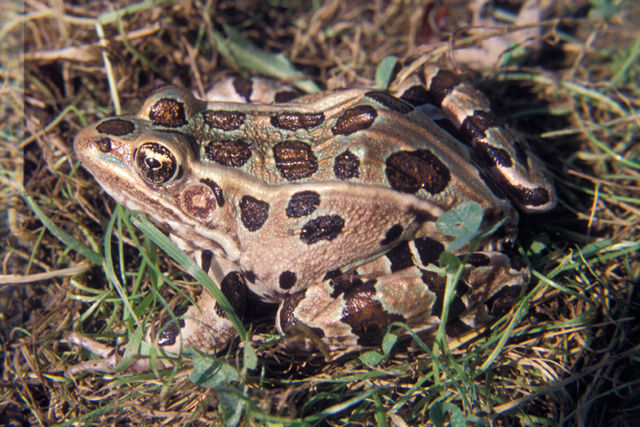 Close-up of a Northern Leopard Frog with light brown with dark brown and black spots sitting in a bed of green grass