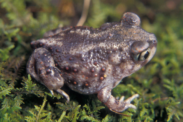 Close-up of an Eastern Spadefoot Toad which is a mix of gray and dark brown with minute tubercles on it's skin