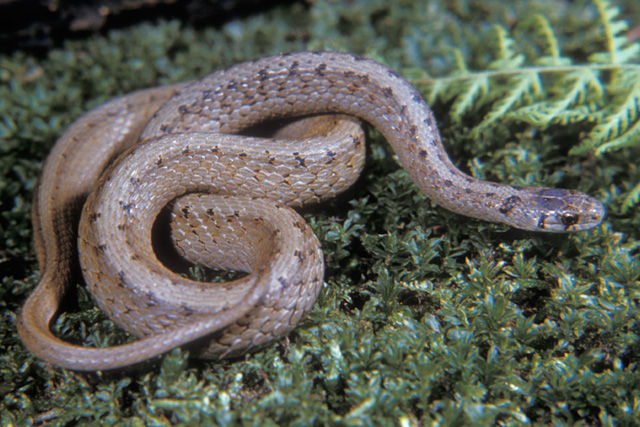 Close up of a small Dekay's Brownsnake with large eyes. Its back and sides are gray to yellowish brown. It has two parallel rows of small dark spots bordering a wide stripe that runs down the center of the back. 