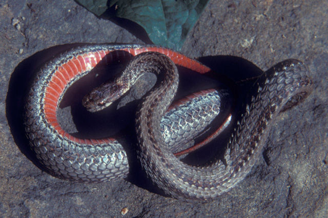 Close up of a gray, Red-Bellied snake with a single broad strip running down its back. 