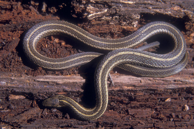 Close up of a brownish Short-Headed Gartersnake with accent of a well-defined tan stripe down the middle of the back and a stripe along each side near belly.