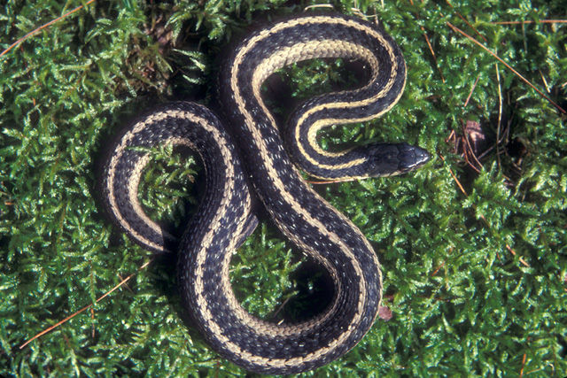 Close up of a dark green Eastern Gartersnake with three yellowish stripes down the back and sides. 