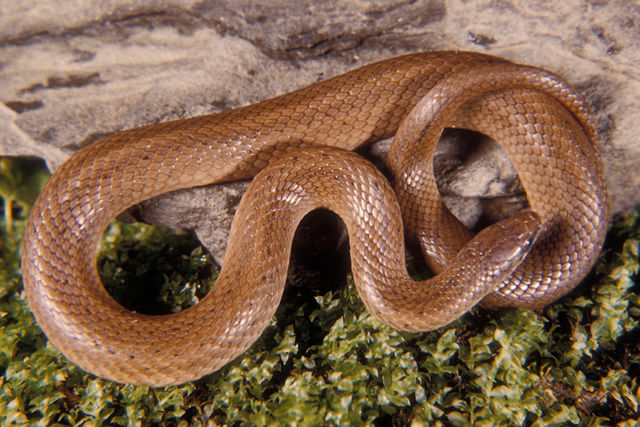 Close up of a brownish-gray Eastern Smooth Earthsnake with widely scattered small dark flecks in rows on the back. 