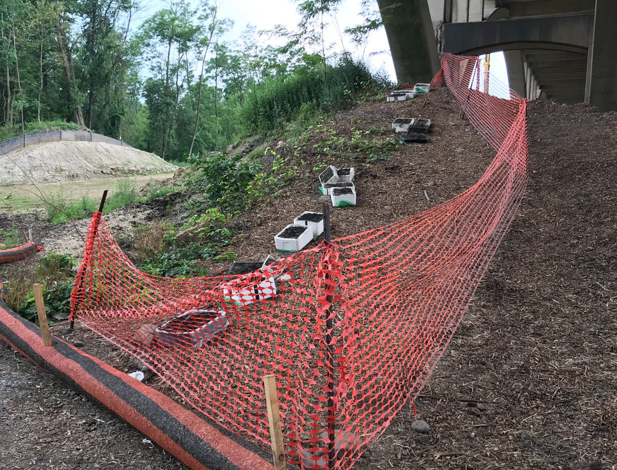 A yellow and black digger bee hovers over the wet ground. 