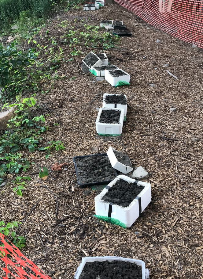 Several plastic foam bee nesting boxes sit on a hillside under a bridge surrounded by orange construction fence.