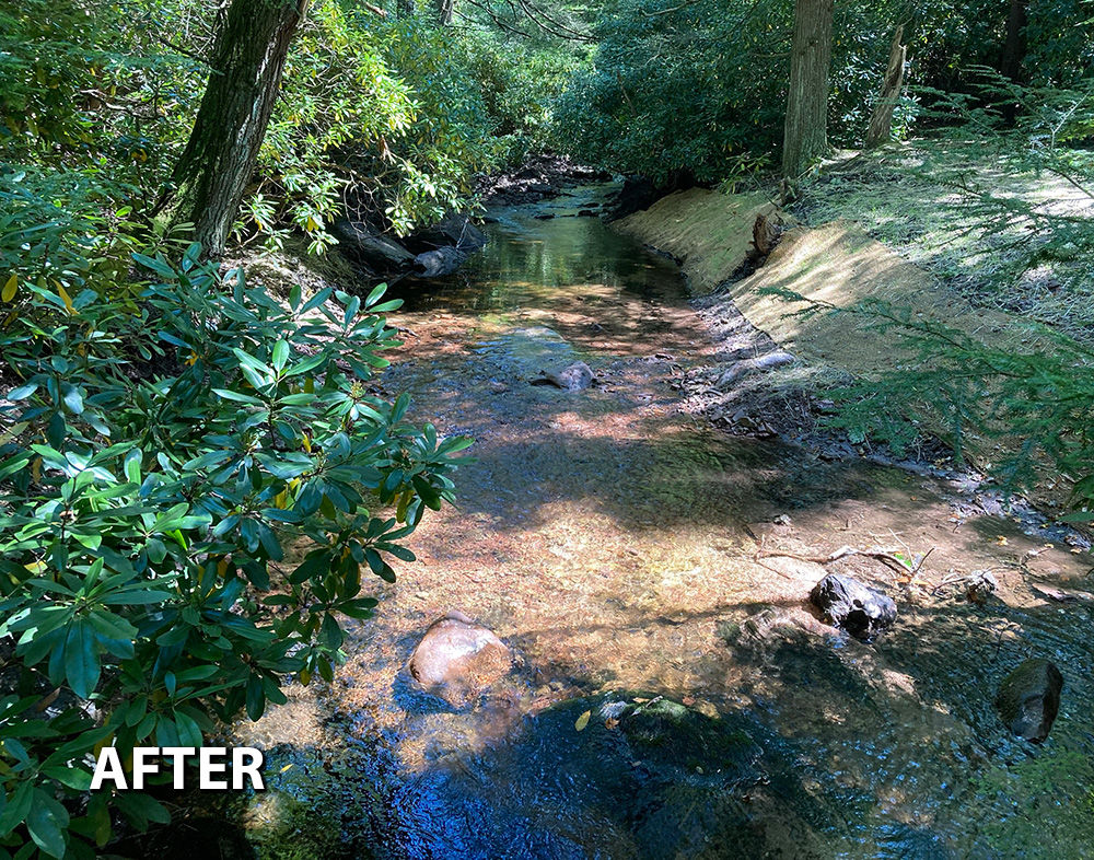 Photo of Dilldown Creek with the dam removed and streambank restored to allow natural water flow and habitat for aquatic wildlife.