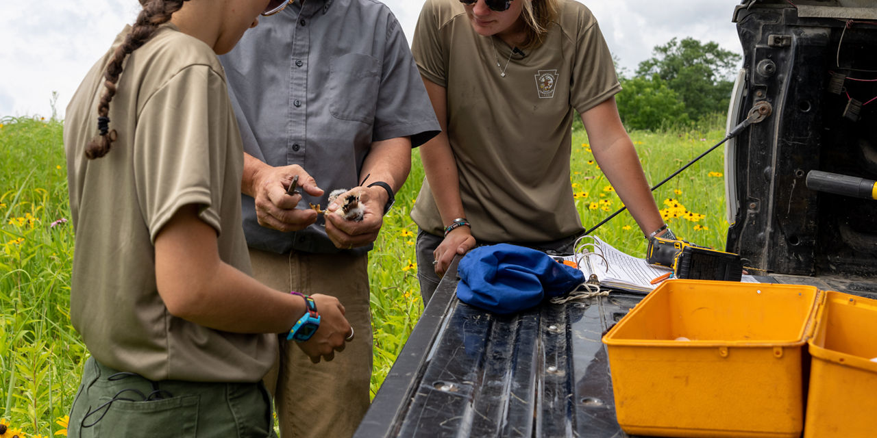 Interns banding a kestral Chick