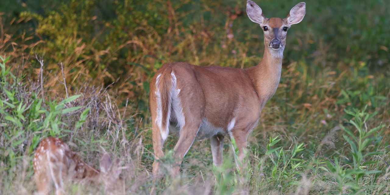 doe banner