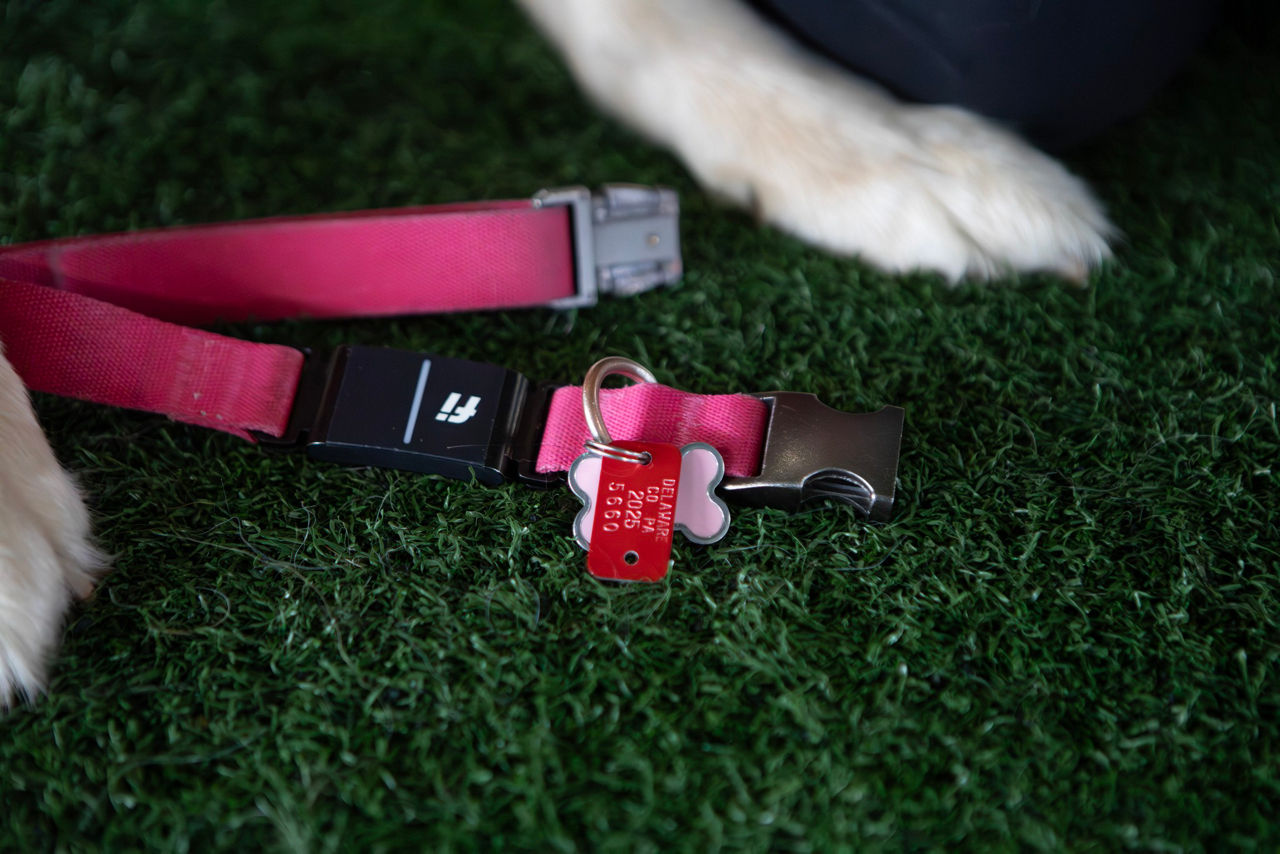 AgExplorer Dog Licensing Header